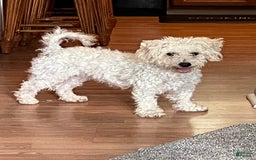 Teddy Bear dogs for sale: Sandy - Image 5