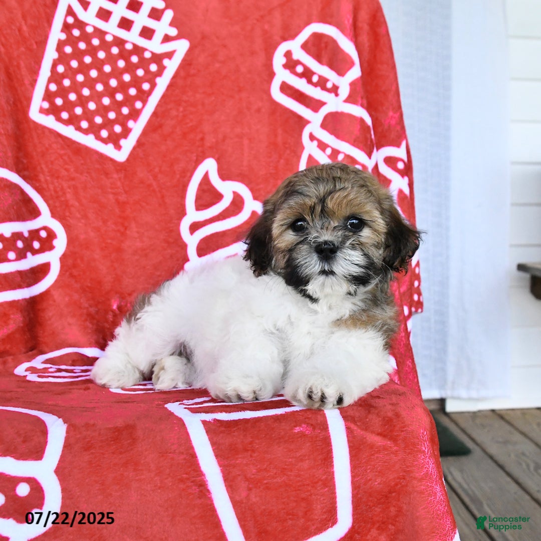 Teddy Bear dogs for sale: Hannah - Image 1