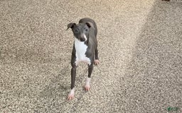 Italian Greyhound dogs for sale: Gordie - Image 12