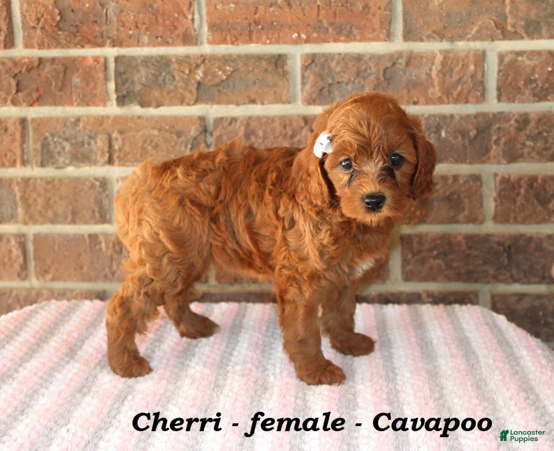 Cavapoo dogs for sale: Cherri - Image 3