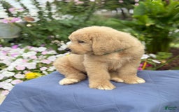 Goldendoodle dogs for sale: Jaden - Image 10