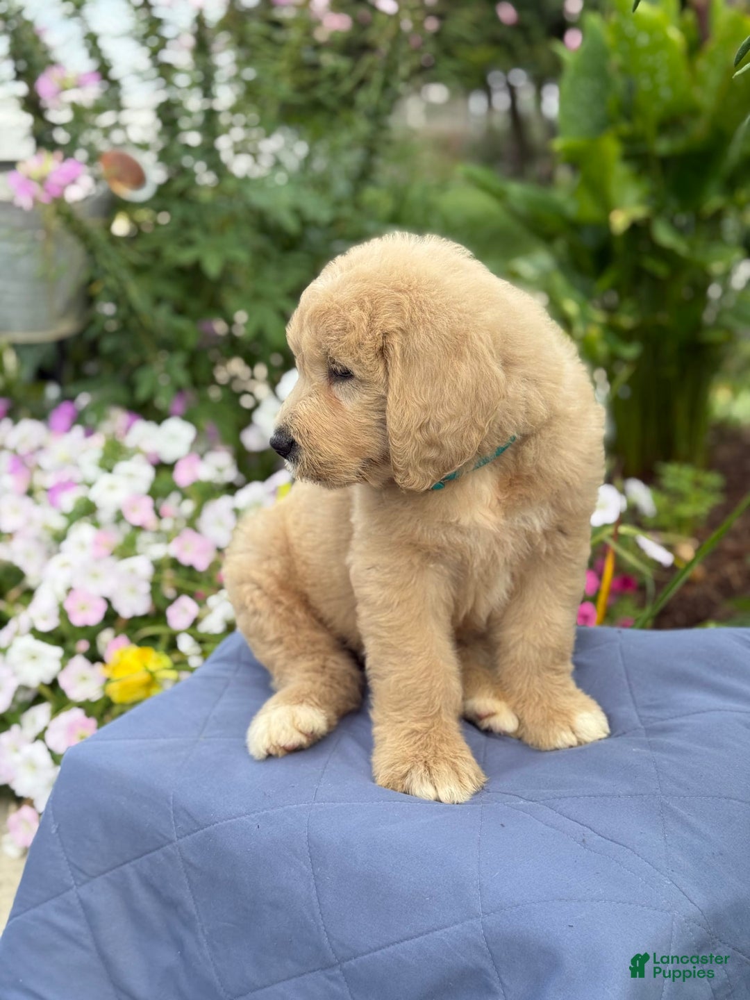 Goldendoodle dogs for sale: Jaden - Image 10