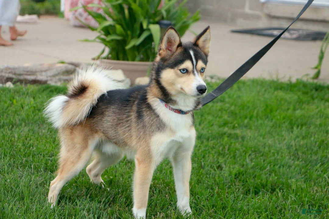 Pomsky dogs for sale: Blaze - Image 19