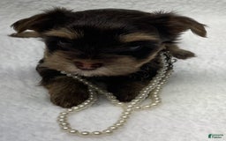 Yorkshire Terrier dogs for sale: Fancy - Image 4