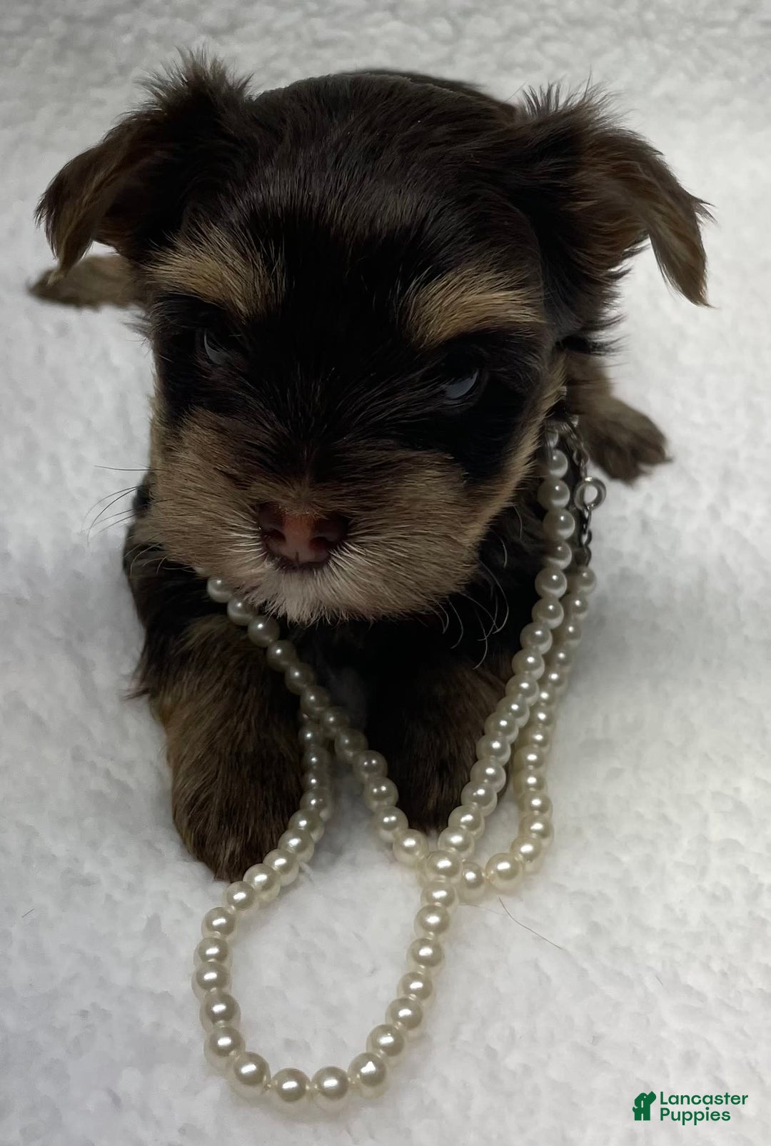 Yorkshire Terrier dogs for sale: Fancy - Image 4