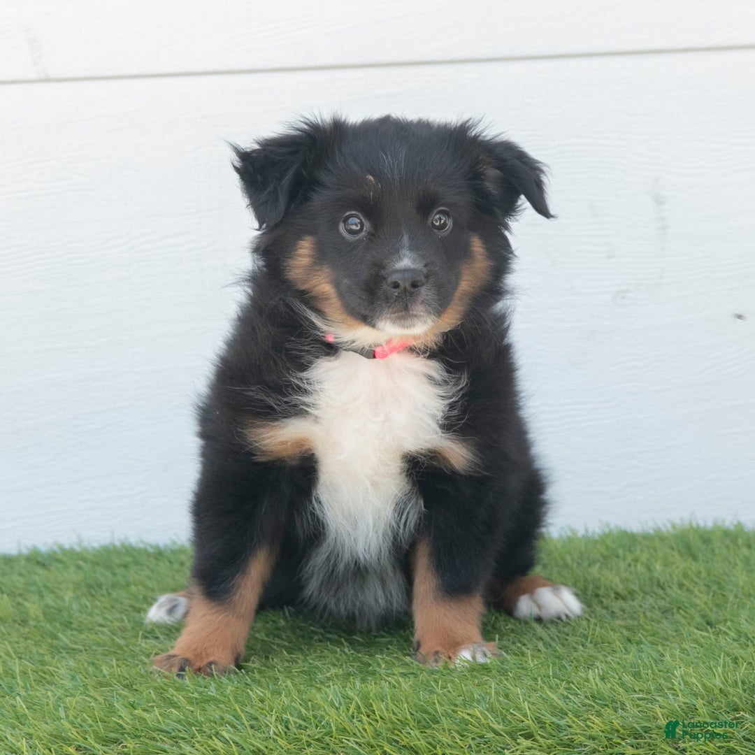 Australian Shepherd dogs for sale: Lassie - Image 9