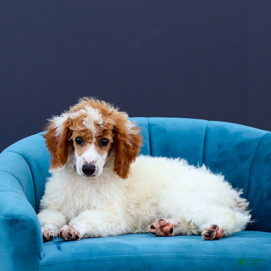 Standard Poodle dogs for sale: Reagan - Image 12