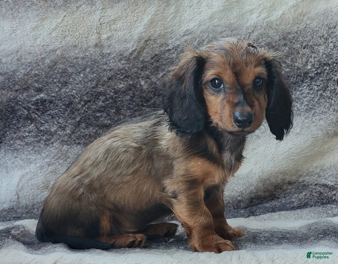 Miniature Dachshund dogs for sale: Trenton - Image 1
