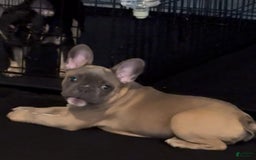 French Bulldog dogs for sale: Blessing - Image 18