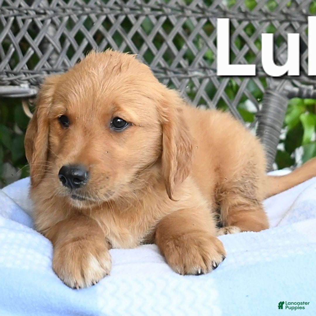 Golden Retriever dogs for sale: Luke - Image 2