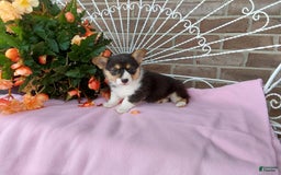 Welsh Corgi Pembroke dogs for sale: Chelsea - Image 5