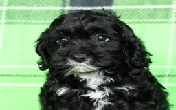 Cockapoo dogs for sale: Valerie - Image 3