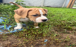 American Pit Bull Terrier dogs for sale: Helga - Image 19