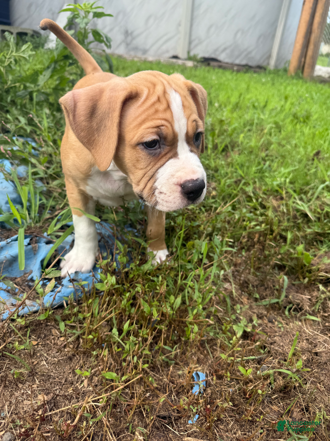 American Pit Bull Terrier dogs for sale: Helga - Image 19