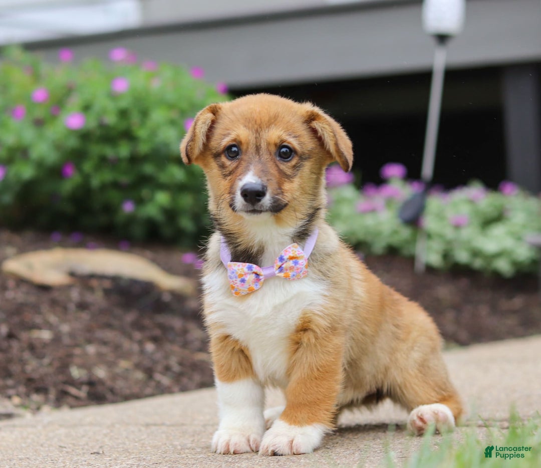 Welsh Corgi Pembroke dogs for sale: Daisy - Image 15