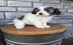 Teddy Bear dogs for sale: Elliott - Image 16