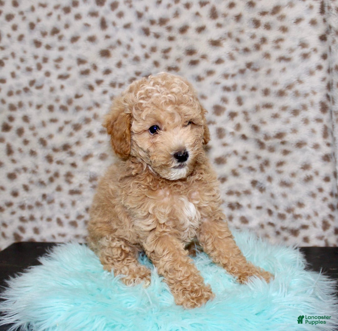 Miniature Poodle dogs for sale: Charles - Image 6