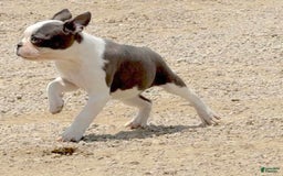 Boston Terrier dogs for sale: Tickles - Image 2