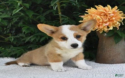Welsh Corgi Pembroke dogs for sale: Aspen - Image 8