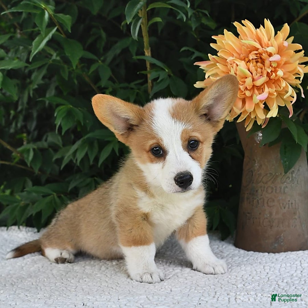 Welsh Corgi Pembroke dogs for sale: Aspen - Image 8