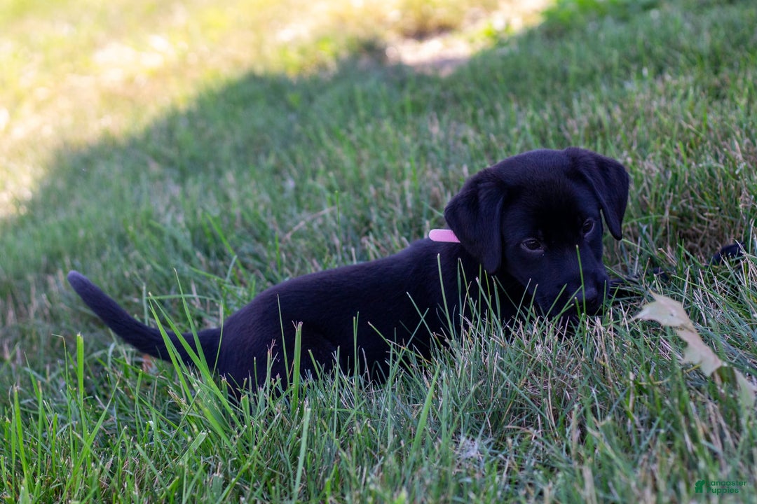 Labrador Retriever dogs for sale: Raven - Image 11
