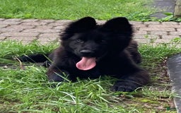 German Shepherd dogs for sale: Chloe - Image 3