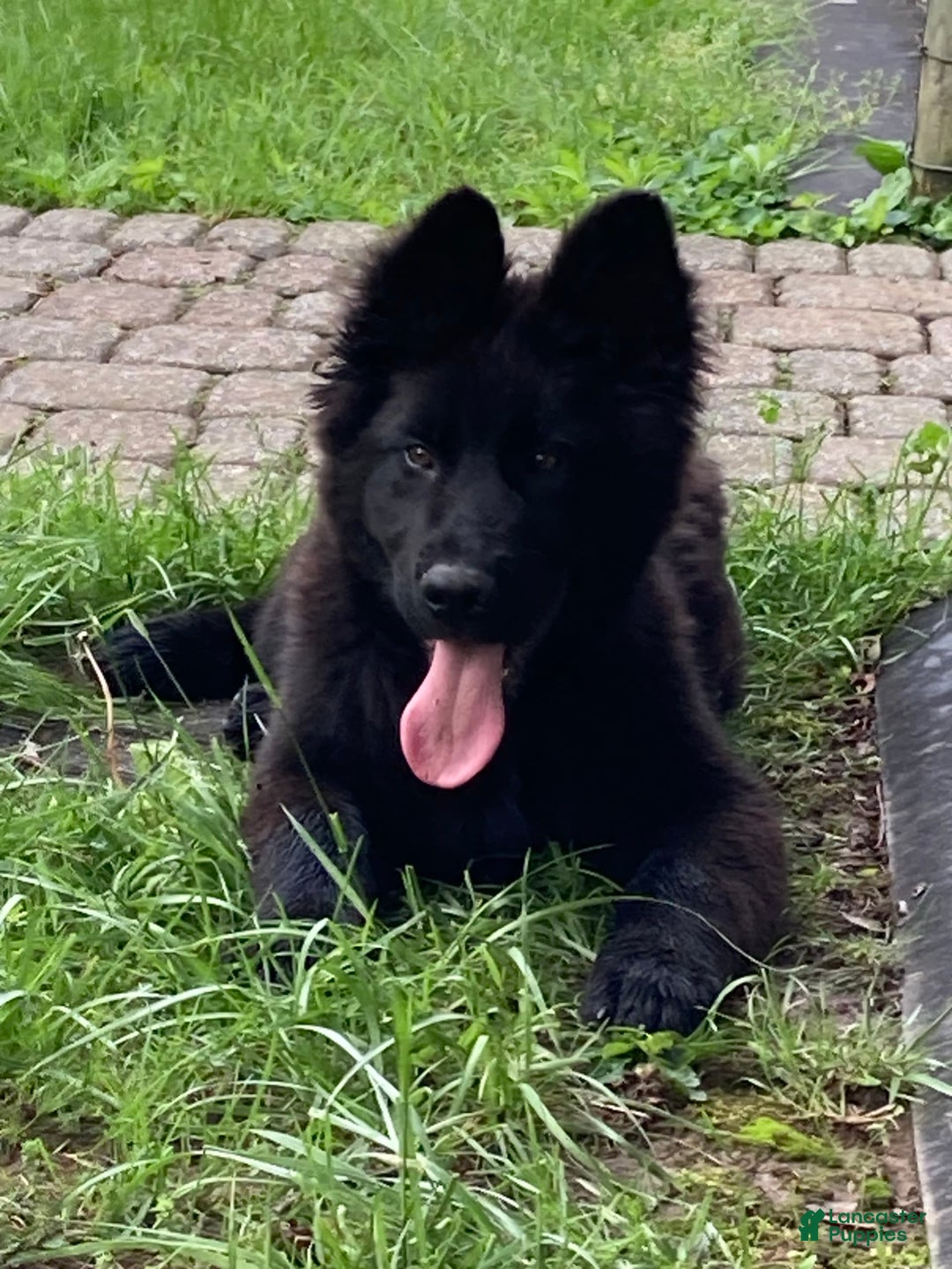 German Shepherd dogs for sale: Chloe - Image 3