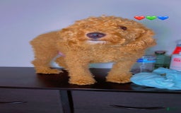 Miniature Poodle dogs for sale: Teddy Riley - Image 6