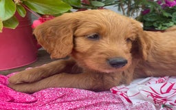 Goldendoodle dogs for sale: Coolidge - Image 9