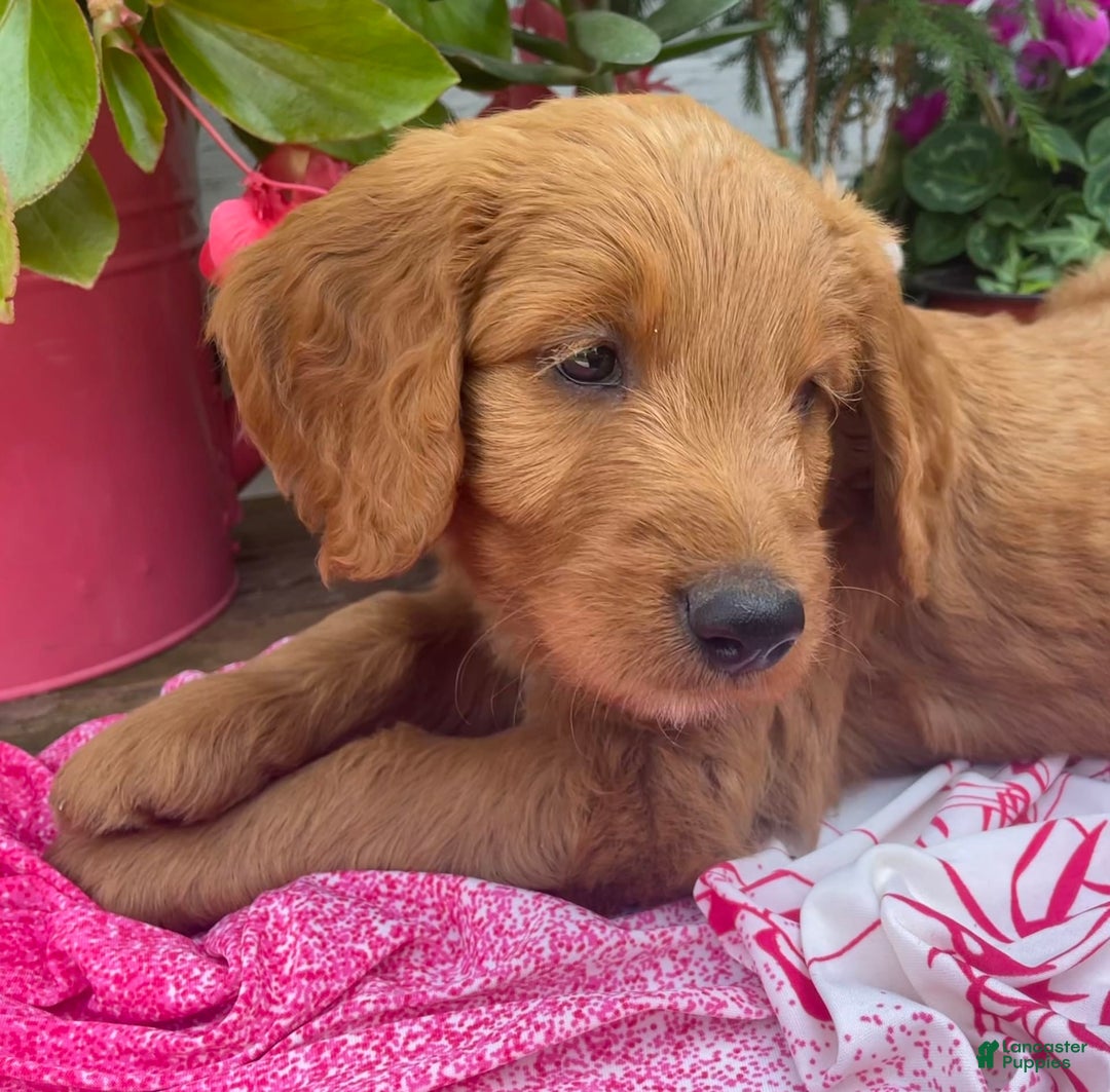Goldendoodle dogs for sale: Coolidge - Image 9