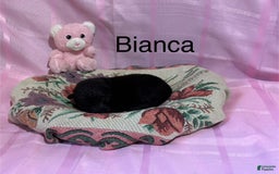German Shepherd dogs for sale: Bianca - Image 2