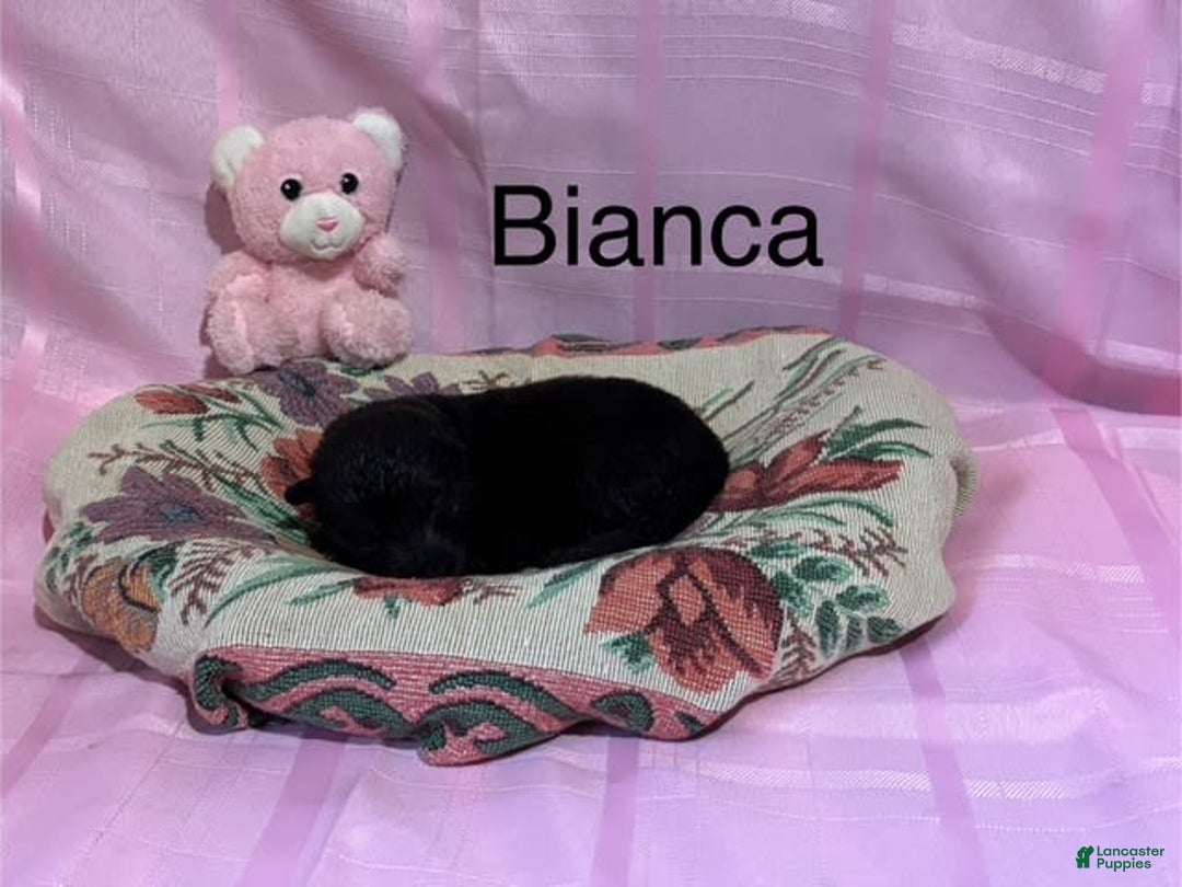 German Shepherd dogs for sale: Bianca - Image 2