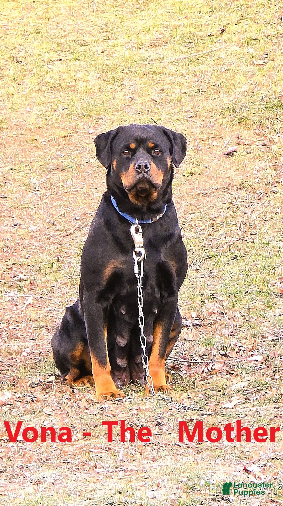 Rottweiler dogs for sale: Rex - Image 3