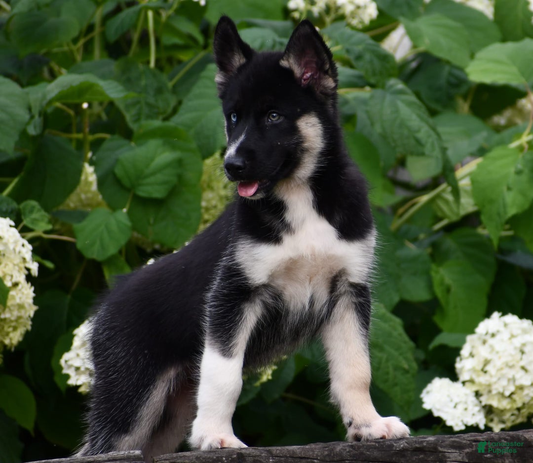 Gerberian Shepsky dogs for sale: Henry - Image 6