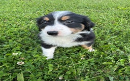 Australian Shepherd dogs for sale: Ahsoko - Image 3