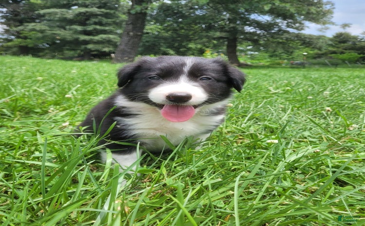 Border Collie dogs for sale - Ad 1