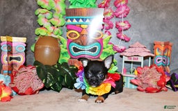 Chihuahua dogs for sale: Vino - Image 3