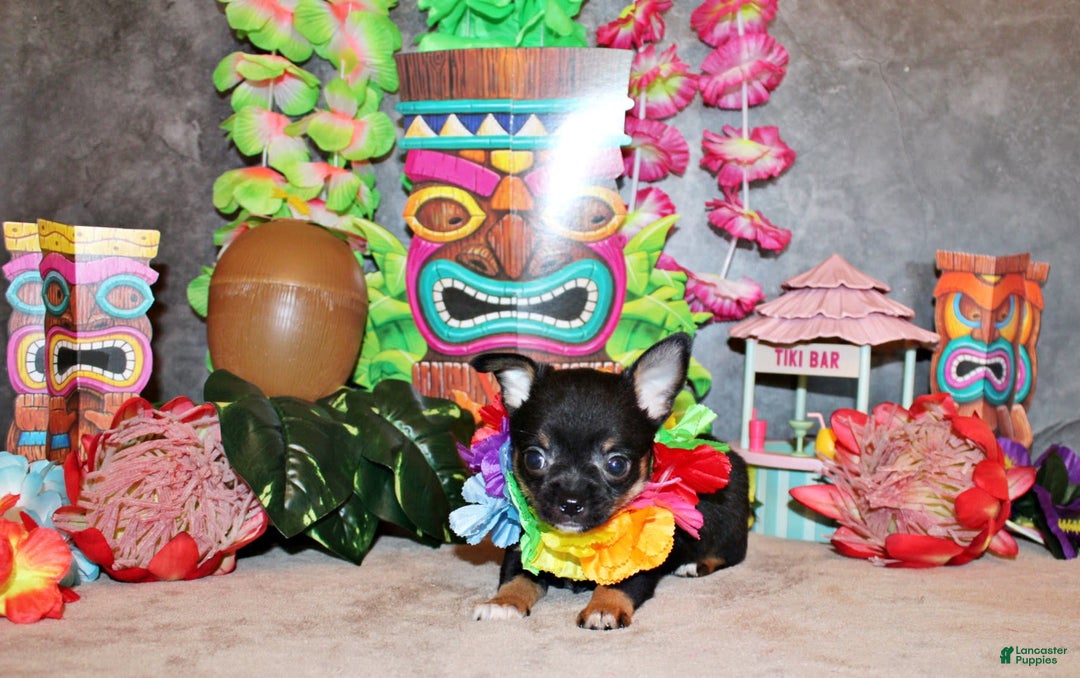 Chihuahua dogs for sale: Vino - Image 3