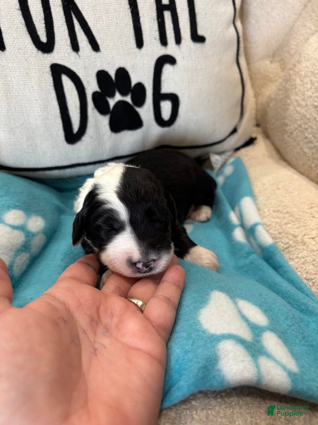 Old English Sheepdog dogs for sale: Yellow Girl - Image 10