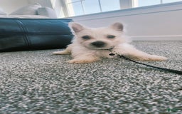 West Highland Terrier dogs for sale: Sterling - Image 2