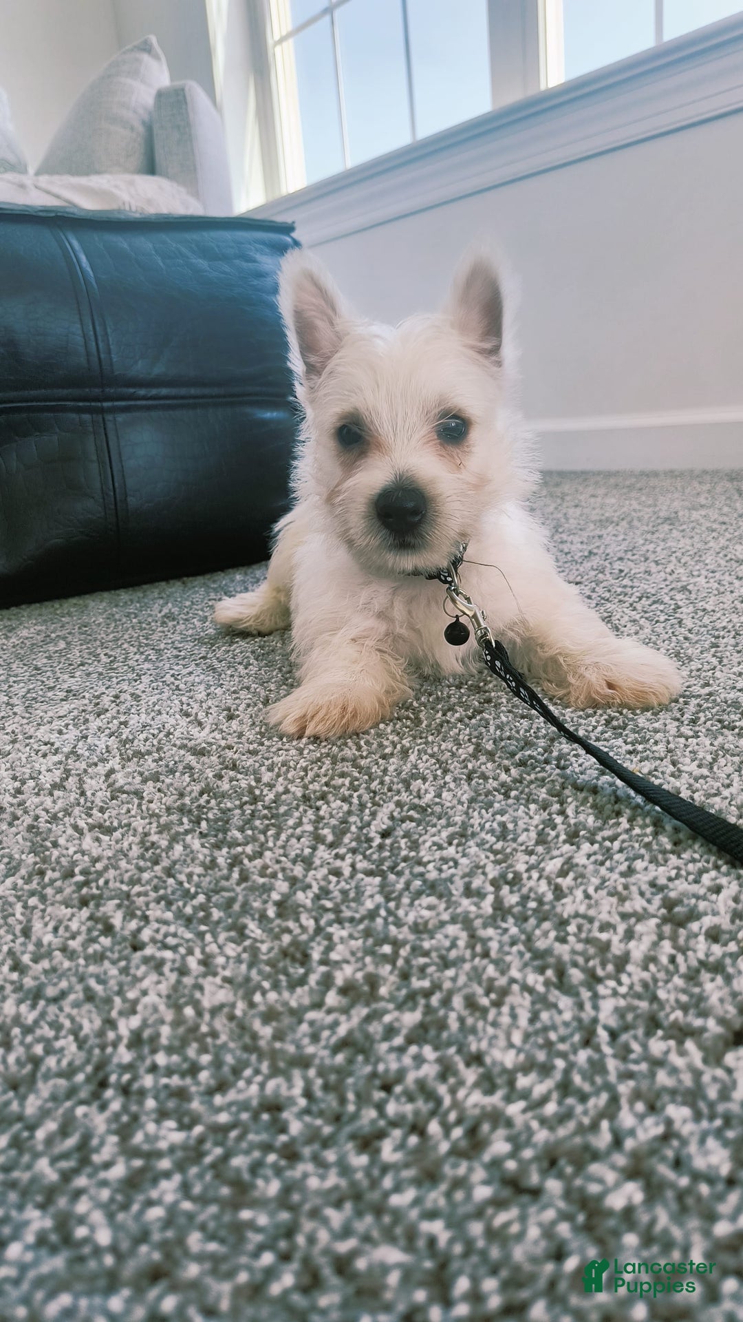 West Highland Terrier dogs for sale: Sterling - Image 2