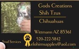 Shih Tzu dogs for sale: Full Akc Lemmy - Image 3