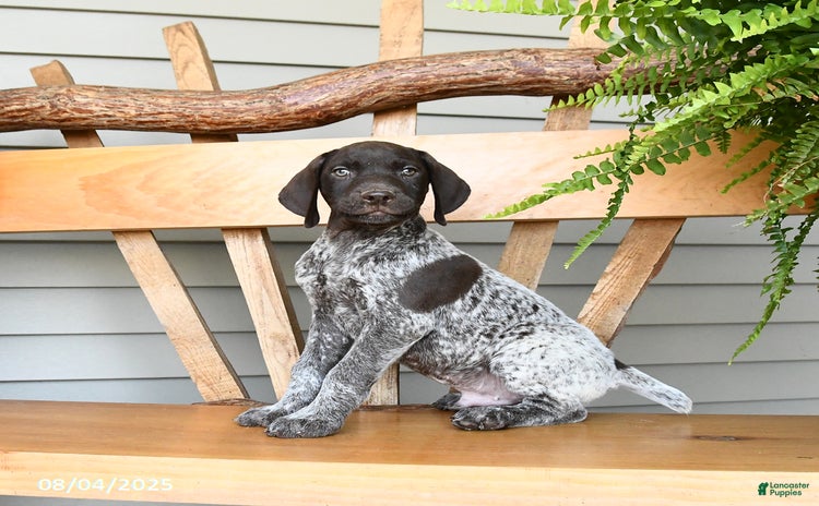 German Shorthaired Pointer dogs for sale - Ad 4