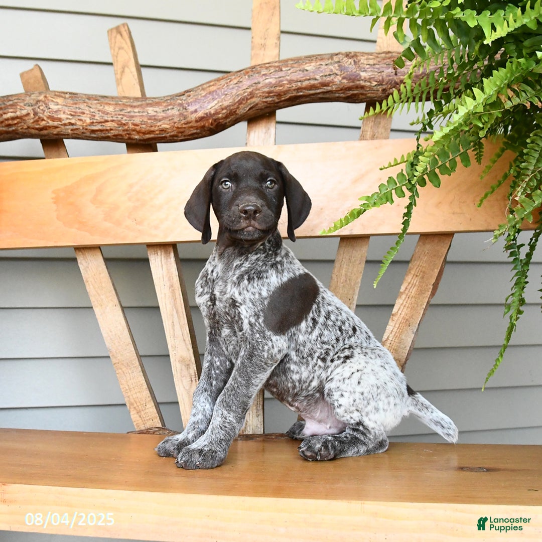 German Shorthaired Pointer dogs for sale: Bandit - Image 1