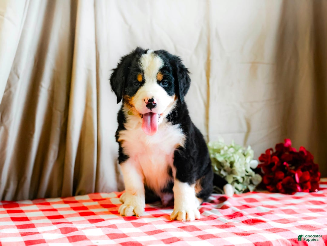 Bernese Mountain Dog dogs for sale: Milo - Image 5