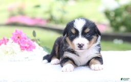 Bernese Mountain Dog dogs for sale: Phoebe AKC - Image 6