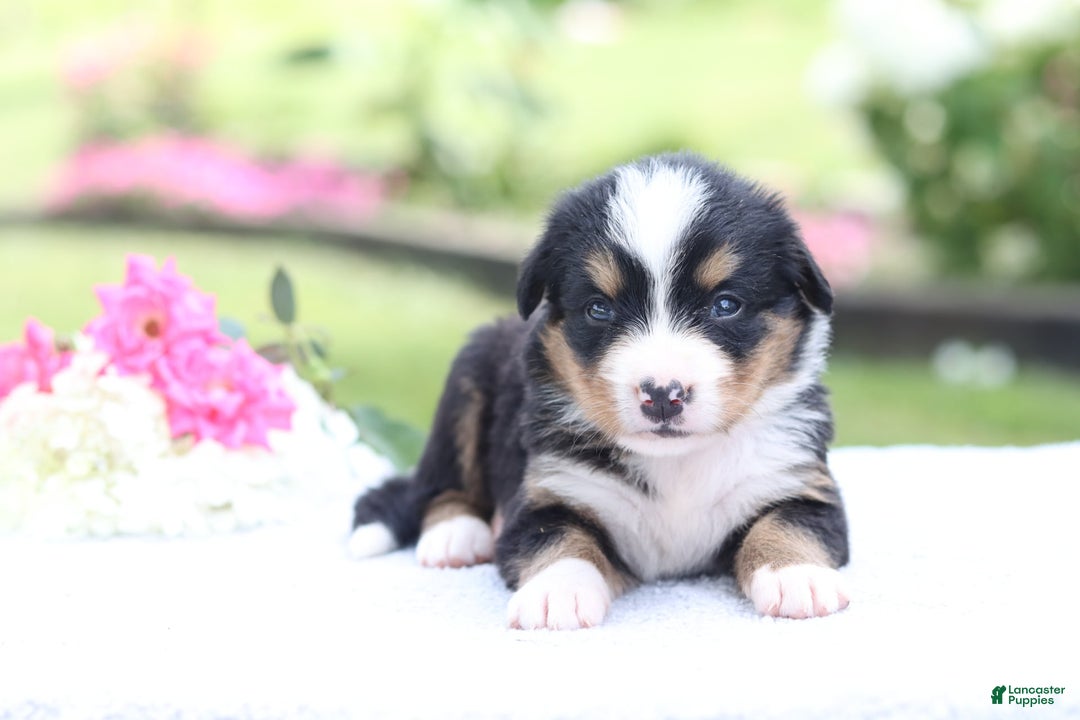 Bernese Mountain Dog dogs for sale: Phoebe AKC - Image 6