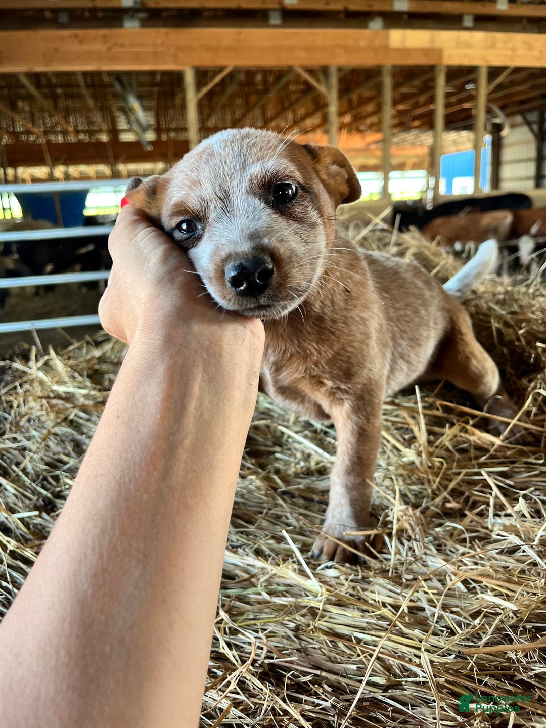 Australian Cattle Dog dogs for sale: Nina - Image 5