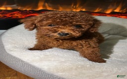 Toy Poodle dogs for sale: Luna - Image 5