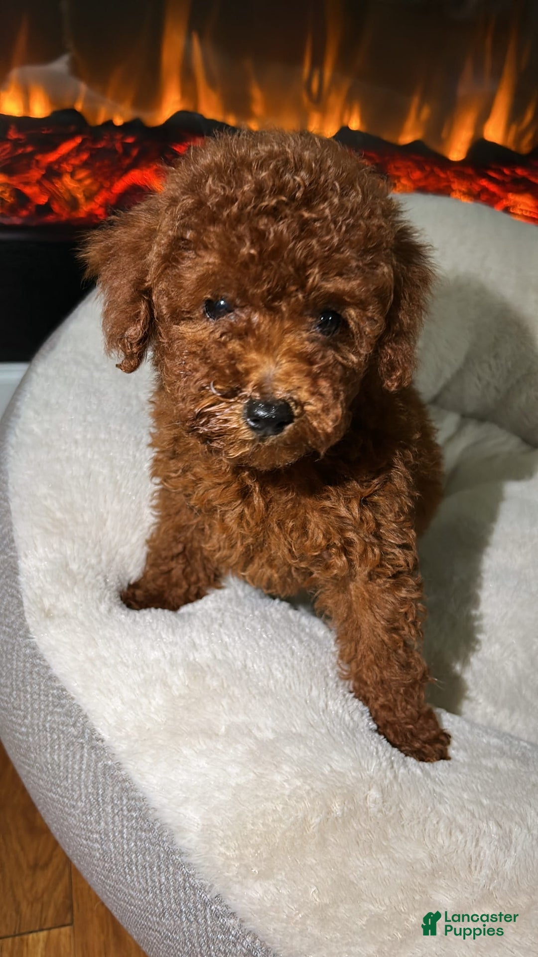 Toy Poodle dogs for sale: Luna - Image 5